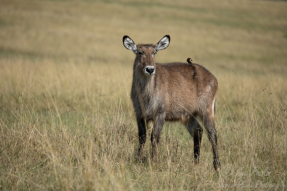 376 Waterbuck (Kobus ellipsiprymnus) - Masai Mara Kenya