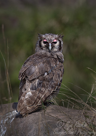 387 Verreaux's eagle-owl (Bubo lacteus) - Masai Mara Kenya