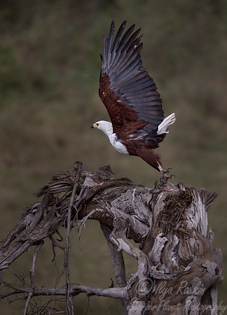 389 African fish eagle (Haliaeetus vocifer) - Masai Mara Kenya
