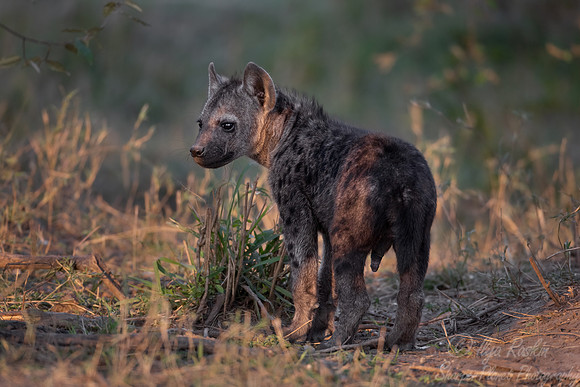 387 Spotted or Laughing Hyena cub (Crocuta crocuta) - Masai Mara Kenya