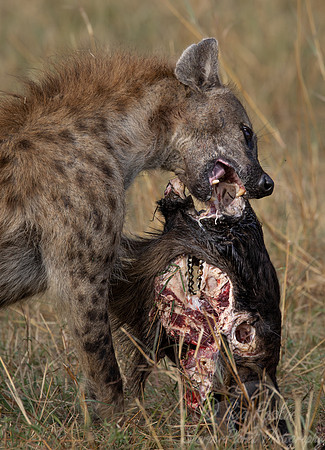 391 Spotted or Laughing Hyena (Crocuta crocuta) - Masai Mara Kenya