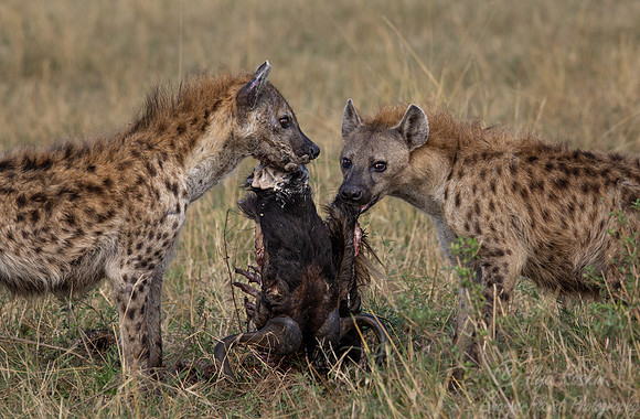 390 Spotted or Laughing Hyenas (Crocuta crocuta) - Masai Mara Kenya