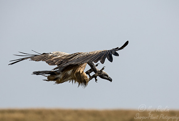 392 White-backed vulture (Gyps africanus) - Masai Mara Kenya
