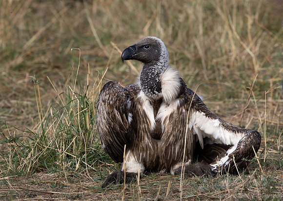 391 White-backed vulture (Gyps africanus) - Masai Mara Kenya
