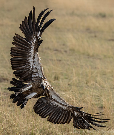 393 White-backed vulture (Gyps africanus) - Masai Mara Kenya