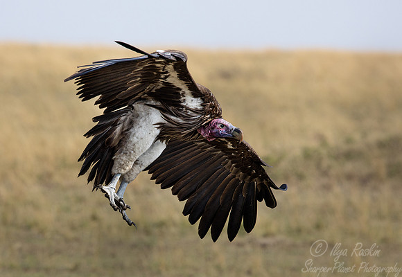 396 Lappet-faced vulture or Nubian vulture (Torgos tracheliotos) - Masai Mara Kenya