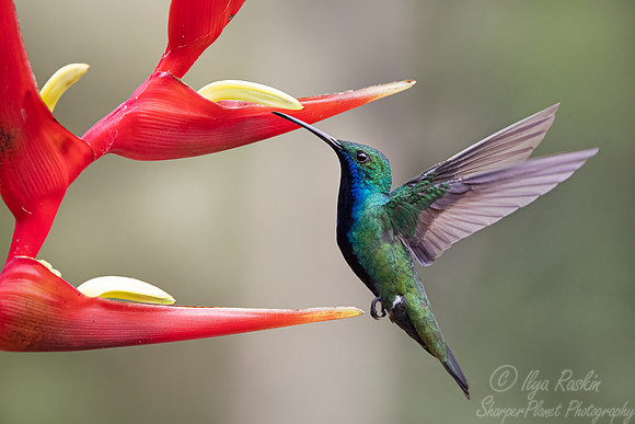 408 Black-throated mango (Anthracothorax nigricollis) - Brazil Atlantic forest