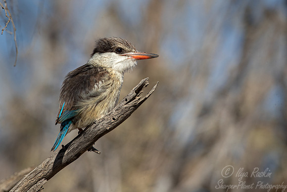175 striped kingfisher (Halcyon chelicuti) - Kgalagadi Transfrontier Park SA