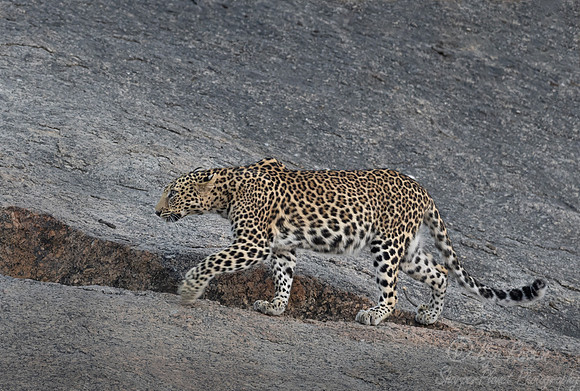 314 Leopard (Panthera pardus) - Rajistan India