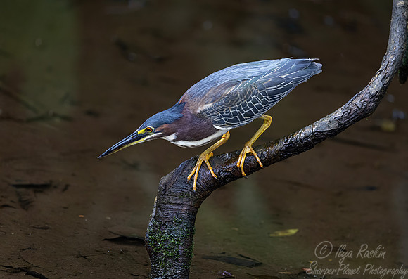 380 Green heron (Butorides virescens) - Costa Rica