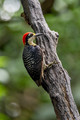516 Black-cheeked woodpecker (Melanerpes pucherani) - Costa Rica-2