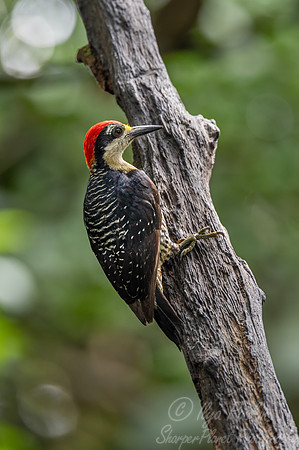 516 Black-cheeked woodpecker (Melanerpes pucherani) - Costa Rica-2