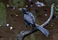 507 Great-tailed grackle male (Quiscalus mexicanus) - Costa Rica