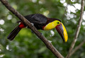518 Yellow-throated toucan (Ramphastos ambiguus) - Costa Rica