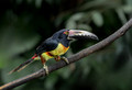 517 Collared aracari (Pteroglossus torquatus) - Costa Rica