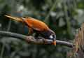 515 Montezuma oropendola (Psarocolius montezuma) - Costa Rica