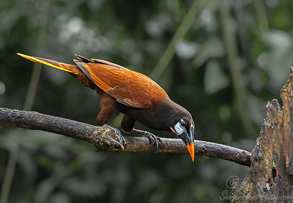 515 Montezuma oropendola (Psarocolius montezuma) - Costa Rica