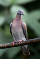 509 Pale-vented Pigeon (Patagioenas cayennensis) - Costa Rica