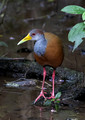 511 Gray-cowled wood-rail (Aramides cajaneus)