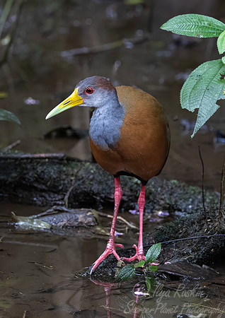 511 Gray-cowled wood-rail (Aramides cajaneus)