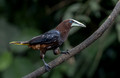 513 Chestnut-headed oropendola (Psarocolius wagleri) - Costa Rica