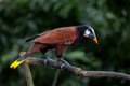 514 Montezuma oropendola (Psarocolius montezuma) - Costa Rica