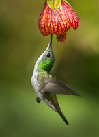 BIRDS - HUMMINGBIRDS 5