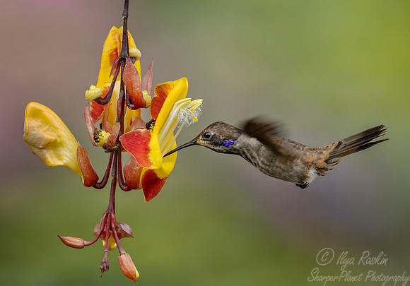 522 Brown violetear (Colibri delphinae) - Ecuador