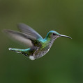 524 White-necked jacobin female (Florisuga mellivora) - Ecuador