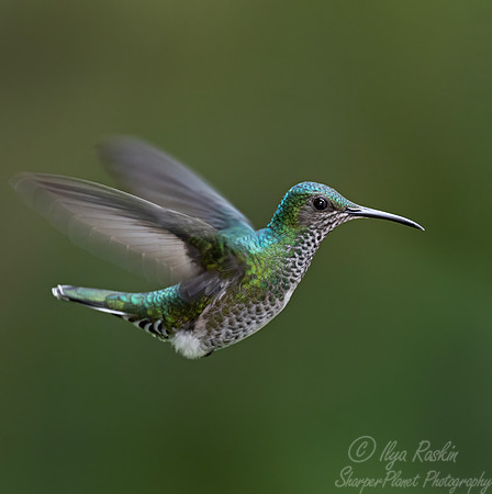 524 White-necked jacobin female (Florisuga mellivora) - Ecuador