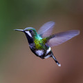 530 Green thorntail female (Discosura conversii) - Ecuador