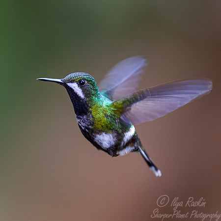 530 Green thorntail female (Discosura conversii) - Ecuador
