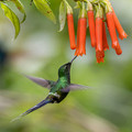 528 Green thorntail (Discosura conversii) - Ecuador