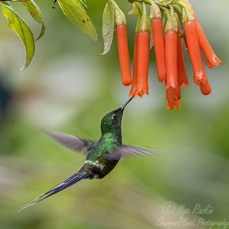 528 Green thorntail (Discosura conversii) - Ecuador