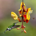 531 Green thorntail female (Discosura conversii) - Ecuador