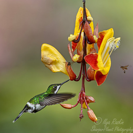 531 Green thorntail female (Discosura conversii) - Ecuador