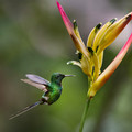 529 Green thorntail (Discosura conversii) - Ecuador