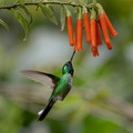 532 Purple-bibbed whitetip (Urosticte benjamini) - Ecuador