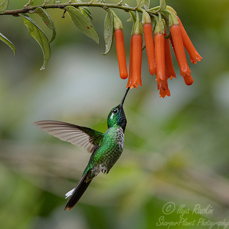 532 Purple-bibbed whitetip (Urosticte benjamini) - Ecuador