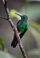 534 Green-crowned brilliant (Heliodoxa jacula) - Ecuador