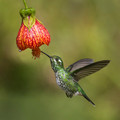 533 Purple-bibbed whitetip female (Urosticte benjamini) - Ecuador