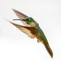 539 Fawn-breasted brilliant (Heliodoxa rubinoides) - Ecuador