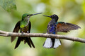 537 Empress brilliant (Heliodoxa imperatrix) and Velvet-purple coronet (Boissonneaua jardini) - Ecuador