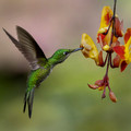 535 Green-crowned brilliant female (Heliodoxa jacula) - Ecuador
