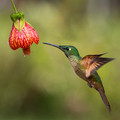 538 Fawn-breasted brilliant (Heliodoxa rubinoides) - Ecuador