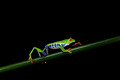 197 Blue-sided leaf frog (Agalychnis annae) - Costa Rica