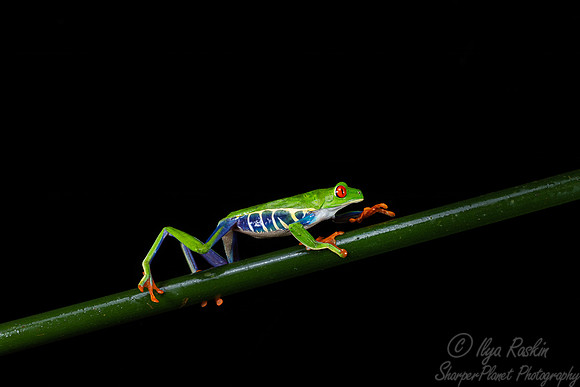 197 Blue-sided leaf frog (Agalychnis annae) - Costa Rica