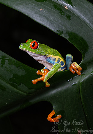 195 Red-eyed tree frog (Agalychnis callidryas) - Costa Rica