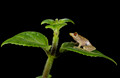 201 Sipuro or olive snouted treefrog (Scinax elaeochroa) - Costa Rica