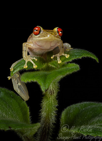 202 Sipuro or olive snouted treefrog (Scinax elaeochroa) - Costa Rica